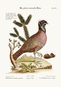 角のあるインディアンキジ、1749-73